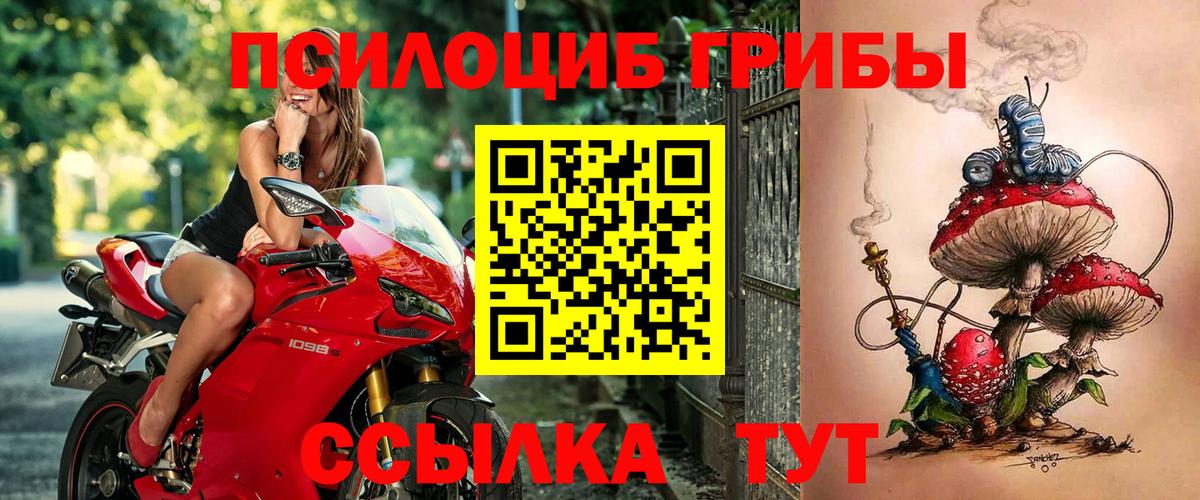Галлюциногенные грибы Psilocybe Кемерово